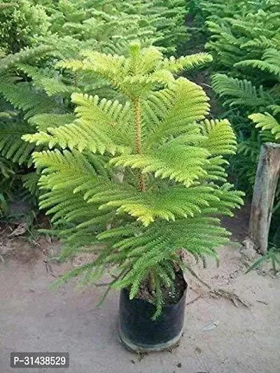 Natural Christmas Tree Plant-thumb4