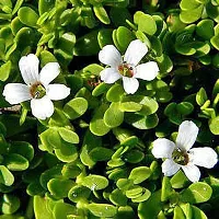 Natural Bacopa Monnieri Plant-thumb1