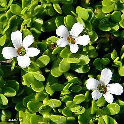 Natural Bacopa Monnieri Plant-thumb2