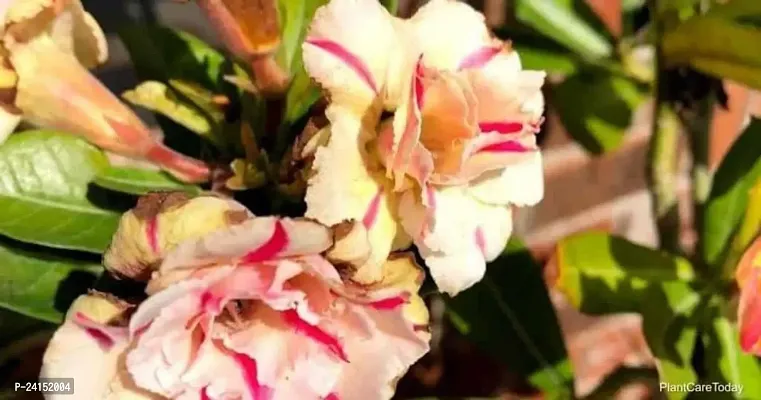 Adenium Plant