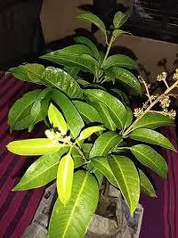 Natural Mango Plant-thumb1