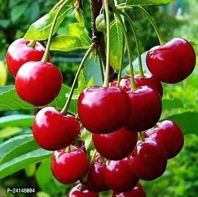 Cherry Fruit Plant