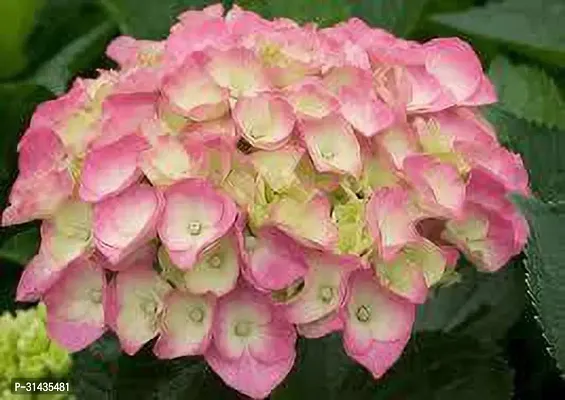 Natural Hydrangea Plant