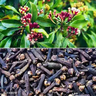 Natural Clove Plant-thumb0