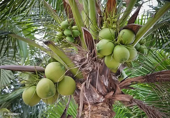 Natural Coconut Plant-thumb0