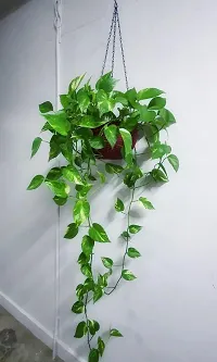 Natural Money Plant-thumb1