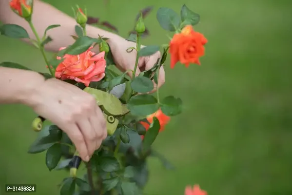 Natural Rose Plant-thumb0