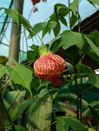 Natural Hibiscus Plant-thumb2