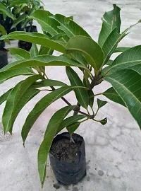 Natural Mango Plant-thumb1