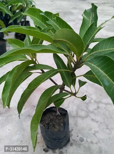 Natural Mango Plant-thumb2