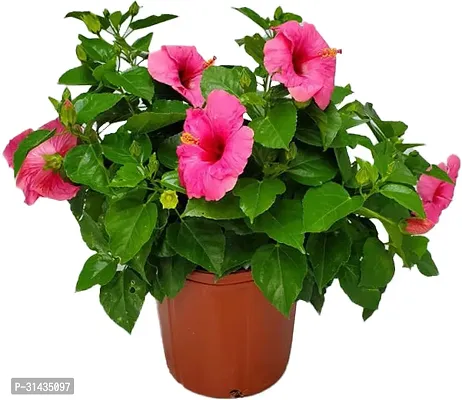 Natural Hibiscus Plant With Pot-thumb0