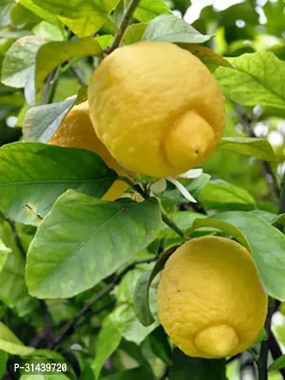 Natural Lemon Plant