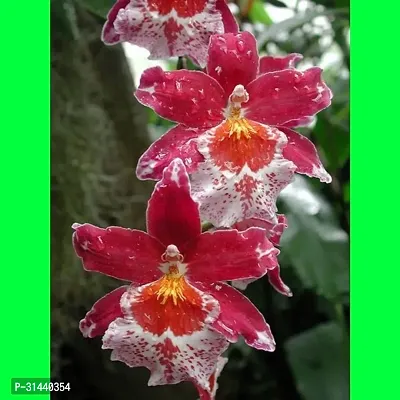 Natural Orchid Plant