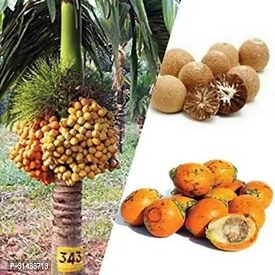 Natural Betel Nut/Supari Plant