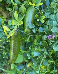 Natural Lemon Plant-thumb2