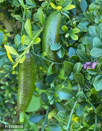 Natural Lemon Plant-thumb3