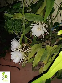 Natural Brahma Kamal Plant-thumb1