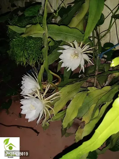 Natural Brahma Kamal Plant-thumb2