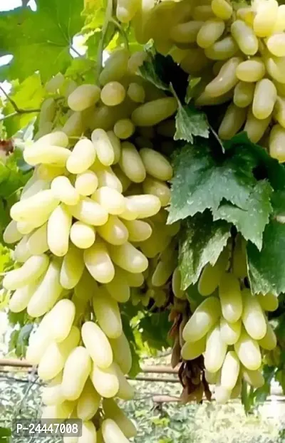 Natural Grapes Plant-thumb0