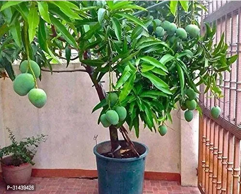 Natural Mango Plant-thumb0