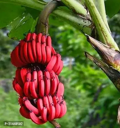 Natural Banana Plant-thumb0