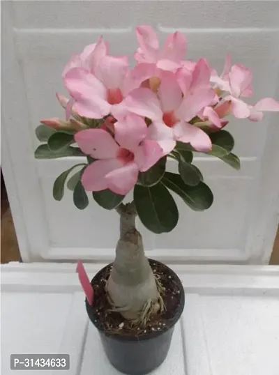 Natural Adenium Plant