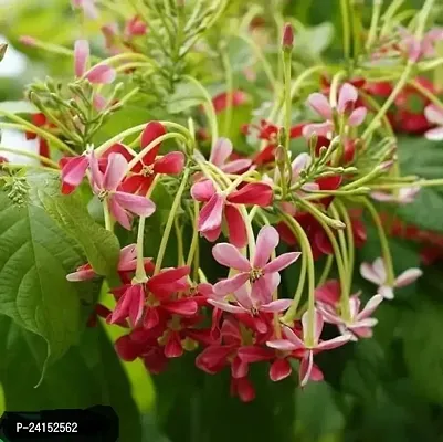 Madhumalti/Rangoon Creeper-thumb0