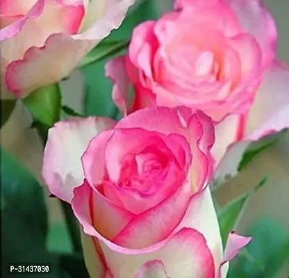 Natural Rose Plant-thumb0