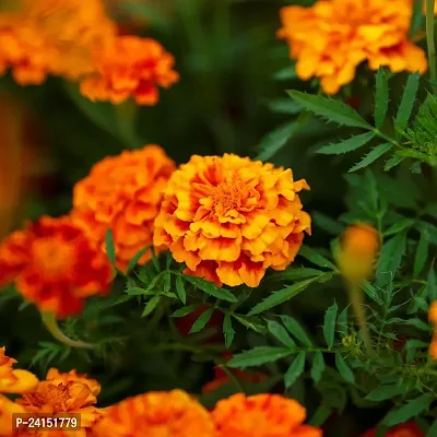 Marigold Plant