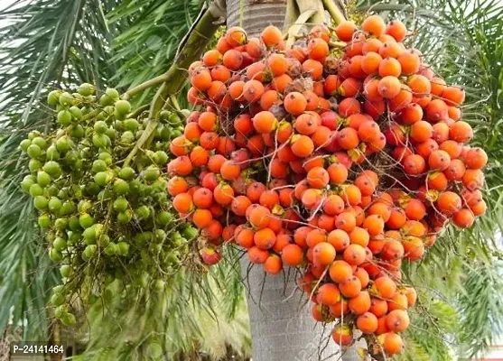 Betel Nut/Supari Plant