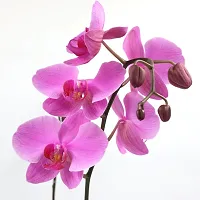 Natural Orchid Plant-thumb1