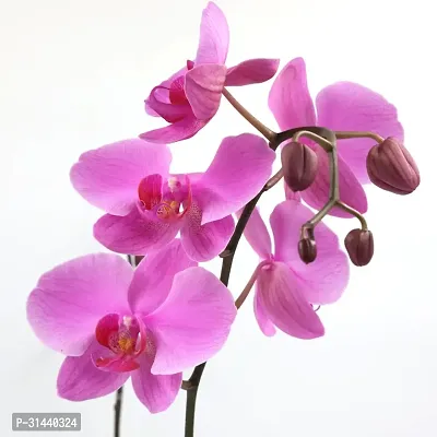 Natural Orchid Plant-thumb2