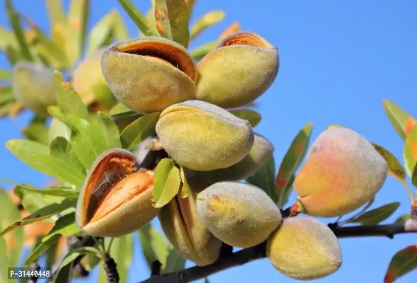 Natural Almond Plant