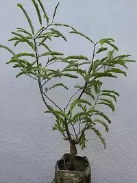 Natural Tamarind Plant-thumb1