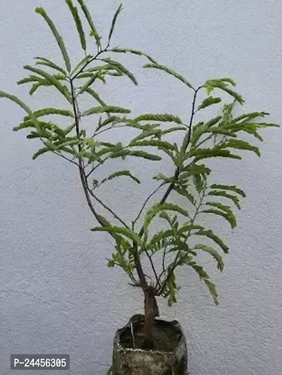 Natural Tamarind Plant-thumb2