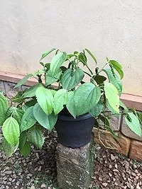 Natural Black Pepper Plant-thumb1