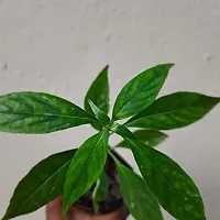 Natural Chirayita Plant-thumb3