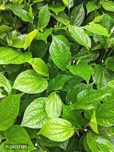 Betel Leaf Plant