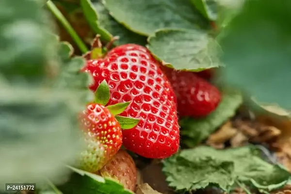 Strawberry Plant