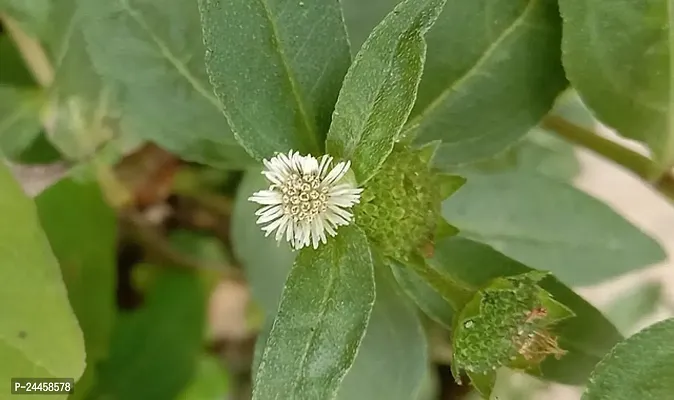 Natural Bhringraj Plant-thumb0