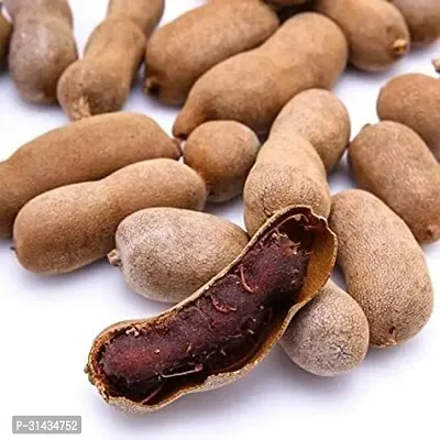 Natural Tamarind Plant-thumb3