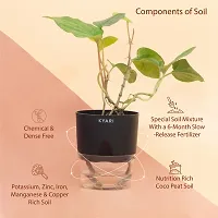 Betal Leaf Plant-thumb2