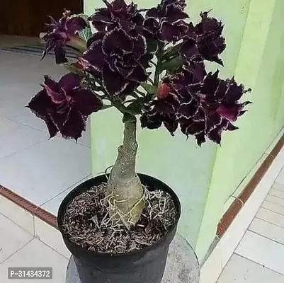 Natural Adenium Plant