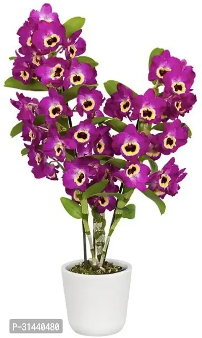 Natural Orchid Plant