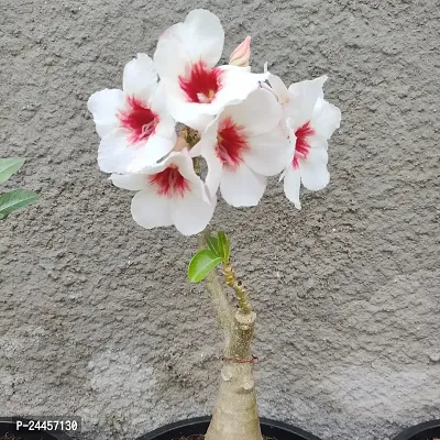 Natural Adenium Plant