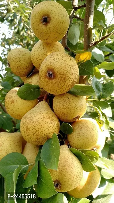 Natural Pear Plant-thumb0