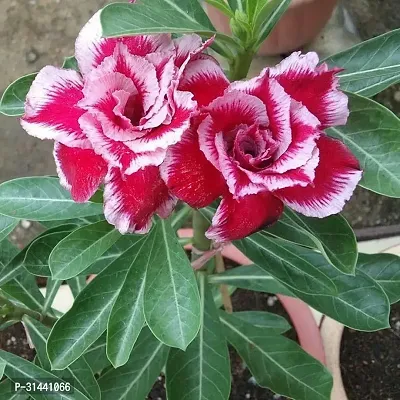 Natural Adenium Plant-thumb3