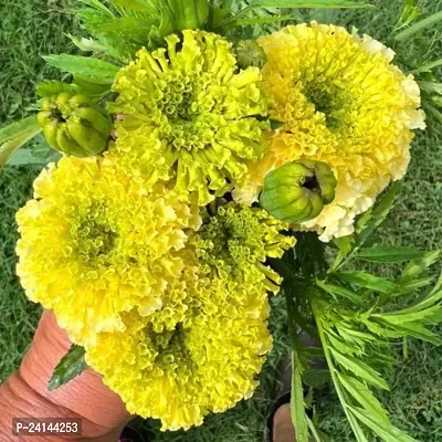 Marigold Plant