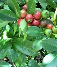 Natural Guava Plant-thumb1