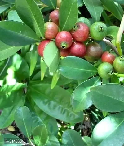 Natural Guava Plant-thumb2